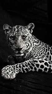 Black And White Predator Leopard Wallpaper Leopard Wallpaper Black And White Sketches Animals Black And White