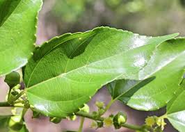 Image result for Colubrina asiatica