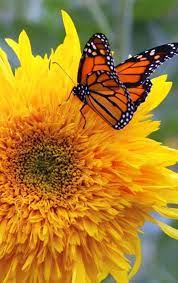 This hat is an understated showpiece. Instant Pet Insurance Butterfly Species Beautiful Butterflies Flying Flowers