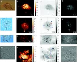 Maybe you would like to learn more about one of these? Combined Use Of Afm And Soft X Ray Microscopy To Reveal Fibres Internalization In Mesothelial Cells Analyst Rsc Publishing Doi 10 1039 C6an02661c