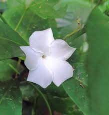 Image result for Callichilia