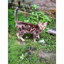 Di video ini gw ceritain rahasia beli kucing online. Rtqgb6elwozdm