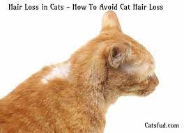 Pin On Catsfud