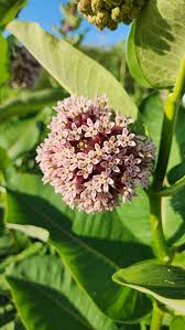 Image result for Asclepias aurea