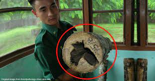 11 (english only/solamente en inglés/seulement en anglais) agarwood (gaharu) harvest and trade in papua new guinea: This Malaysian Tree Could Be Worth Up To Us 9 Million Per Kilo Why Is It So Special