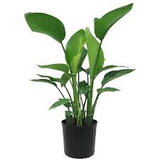 The main concern for growing this plant indoors is getting adequate sunlight all year round. Costa Farms 10 In White Bird Of Paradise In Plastic Pot Wb11 In The House Plants Department At Lowes Com