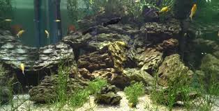 Molly, mollie or mollies may refer to: How Long Do Mollies Live 3 Factors To Extend Their Life Aquaria Passion