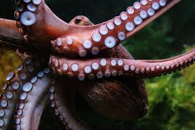 Can an octopus survive if one heart is bad? You Gotta Have Hearts A Moment Of Science Indiana Public Media
