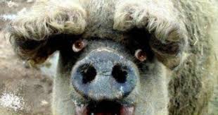 Hairy Pig Bing Images Pet Birds Animal Antics Weird Animals