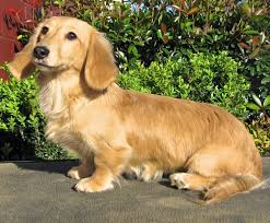 Related Image Dog Coats Long Haired Dachshund Dog Breeds