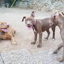 Pitbull Pitbullove Puppy Party Photo Picture Insta Instagood Ilovemydog Instagram Doglove Visit Inst4gram For More Inst4gram Animals
