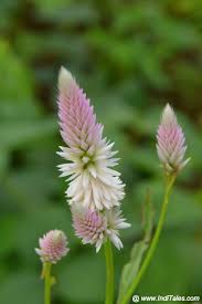 The valley of flowers is only open from the beginning of june until the beginning of october, as it's covered in snow the rest of the year. Kaas Plateau Valley Of Flowers In Satara Biodiversity Hotspot Inditales