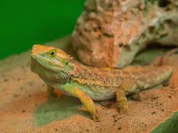 Check out our bearded dragon selection for the very best in unique or custom, handmade pieces from our shops. A Guide To Caring For Bearded Dragons As Pets