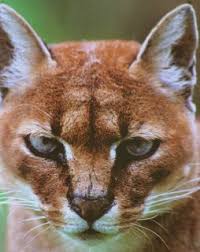 Known Species Of Wild Cats Wild Cats Magazine