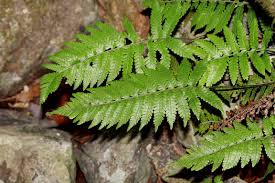 Image result for Pseudocyclosorus