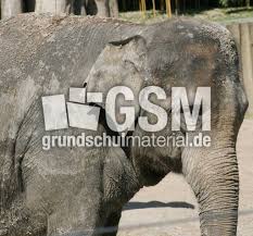 Ausmalbilder elefanten kostenlos herunterladen und ausmalen lassen damit ihr kind die fremdsprache leichter lernt, ist ein. Indischer Elefant 2 Asiatischer Elefant 06 Russeltiere Saugetiere Mammalia Fotos Tiere Grundschulmaterial De