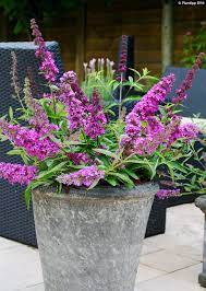 Water well when your plant is newly planted, but. Buddleja Free Petite Tutti Fruitti Havlis Cz
