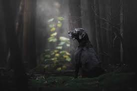 Wrangling multiple pets is more difficult than making a single one pose for the camera. Man S Best Friend As Documented By The World S Top Dog Photographers