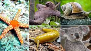 Find more malayalam words at wordhippo.com! Meet The Slowest Animals Of The World Education Today News