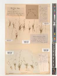 Image result for Subularia monticola