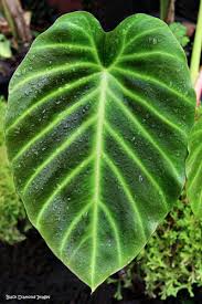 Image result for Remusatia