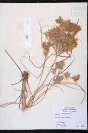 Image result for Cyperus sp.no.8