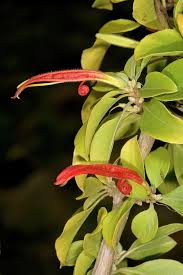 Image result for Anisotes