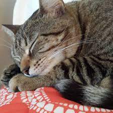 National Napping Day Is The Perfect Excuse To Take A Cat Nap Cat Nap Cats Nap