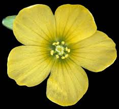 Image result for Oxalis corniculata