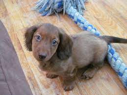 Akc Miniature Dachshund Puppy 9 Weeks Old Dachshund Puppy Miniature Dachshund Lovers Miniature Dachshund
