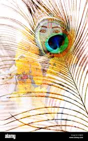 Why Lord Krishna Wears Peacock Feather On His Head? - Radhakrishna:) - Quora