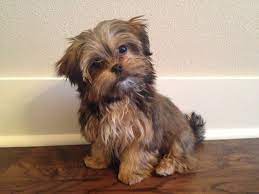 See more ideas about shorkie puppies, shorkie puppies for sale, puppies. Pin On Little Doggies Rule