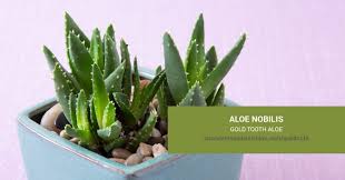 Image result for Aloe nuttii
