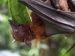 Check spelling or type a new query. Fruit Bats As Pets Guidelines And Tips Is It Legal To Have Fruit Bats As Pets