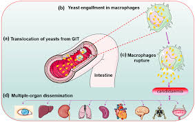 Image result for Tragia glabrata