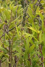 Image result for Mesosphaerum pectinatum