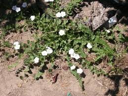 Seem to be planted by bird poop. Noxious Weeds Mitchell County Kansas
