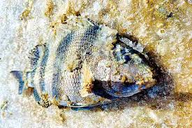 Great florida birding & wildlife trail. Texas Calculates Coastal Fish Kill From February Deep Freeze