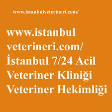 Veteriner Veterinerklinigi Acilveteriner Veterinerler Cil