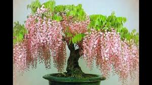 Jacaranda is a genus of 49 species of flowering plants in the family bignoniaceae, native to tropical and subtropical regions of latin america and the caribbean. Blue Jacaranda Jacaranda Mimosifolia Or Wisteria Bonsai Tree Video Dailymotion