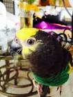 kaka 2 parrots talking voiceovers