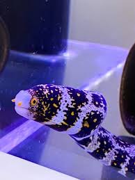 もちのオンライン水族館 - FC2