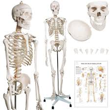 Select a human anatomy system to begin. Lifesize Anatomical Human Skeleton 6 Ft Pvc Incl Protective Cover Stand With Wheels And Chart Human Anatomy Model Buy Online In Bahamas At Bahamas Desertcart Com Productid 67470212