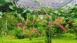 Air mata pengantin berasal dari amerika tengah, dengan bahasa latinnya antigonon adalah tumbuhan merambat anggota suku polygonaceae. Dango Ayah Air Mata Pengantin Pokok Bunga Air Mata Facebook