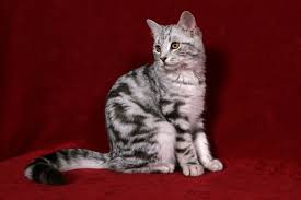 Affectionate, independent, and excellent companions. European Shorthair Cat Brit