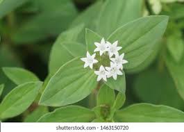 Image result for Richardia brasiliensis