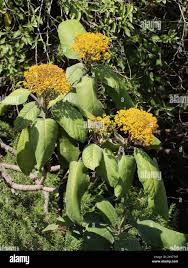 Image result for Solanecio