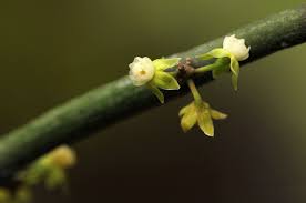 Image result for Cynanchum gerrardii