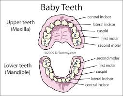 At The Age Of 57 I Still Have A Few Of My Baby Teeth Baby Teeth Baby Tooth Chart Tooth Chart