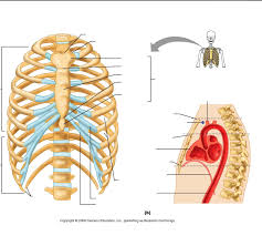 Terms relating to anatomical structures and directions. Ribs And Rib Organs Part 3 Diagram Quizlet